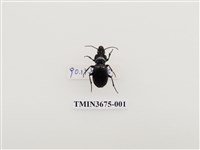 藏品(步行蟲(1))的圖片